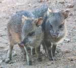 Two javelina piggies
