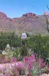 Saguaro and penstemon